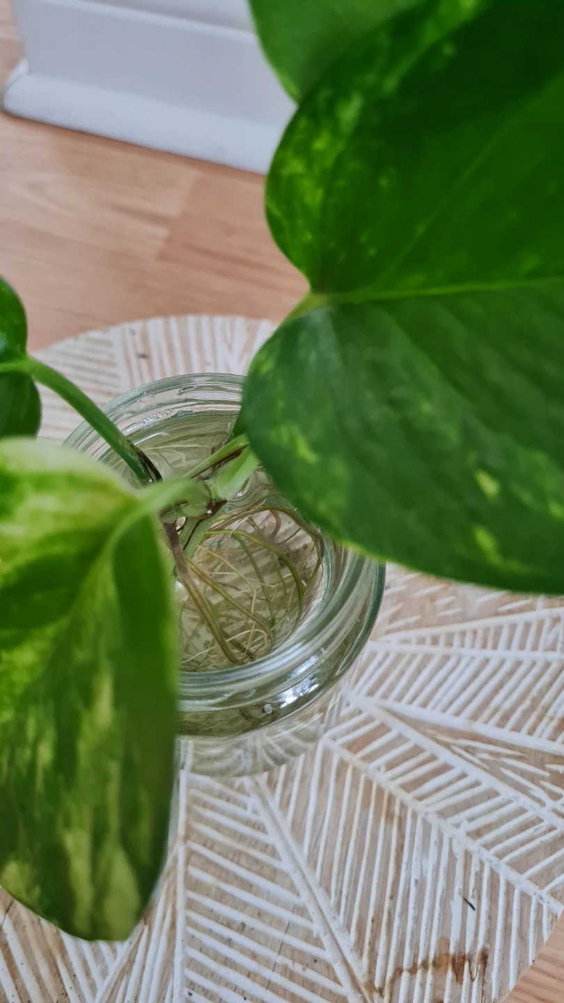 Healthy Rooted Golden Pothos in Glass Jar🌿🌿 - photo 4