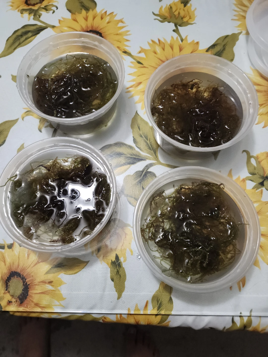 Aquarium Moss for aquariums and fish tanks - photo 3