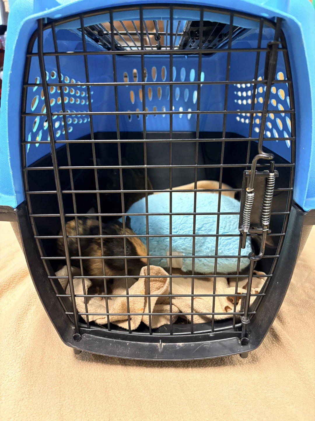 Guinea Pig Pet cage 'Blue/Black'🐭