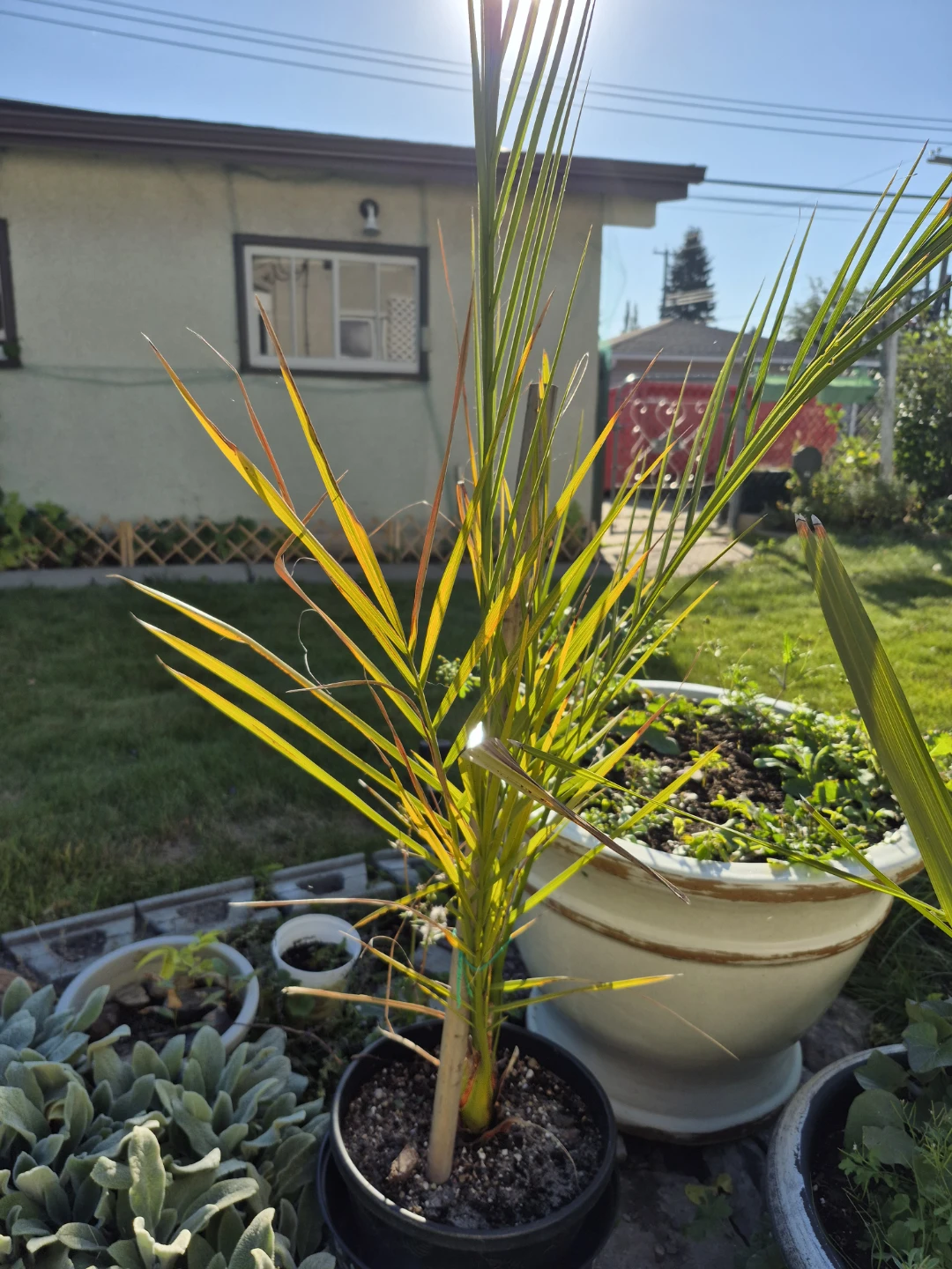 Date Palm Tree