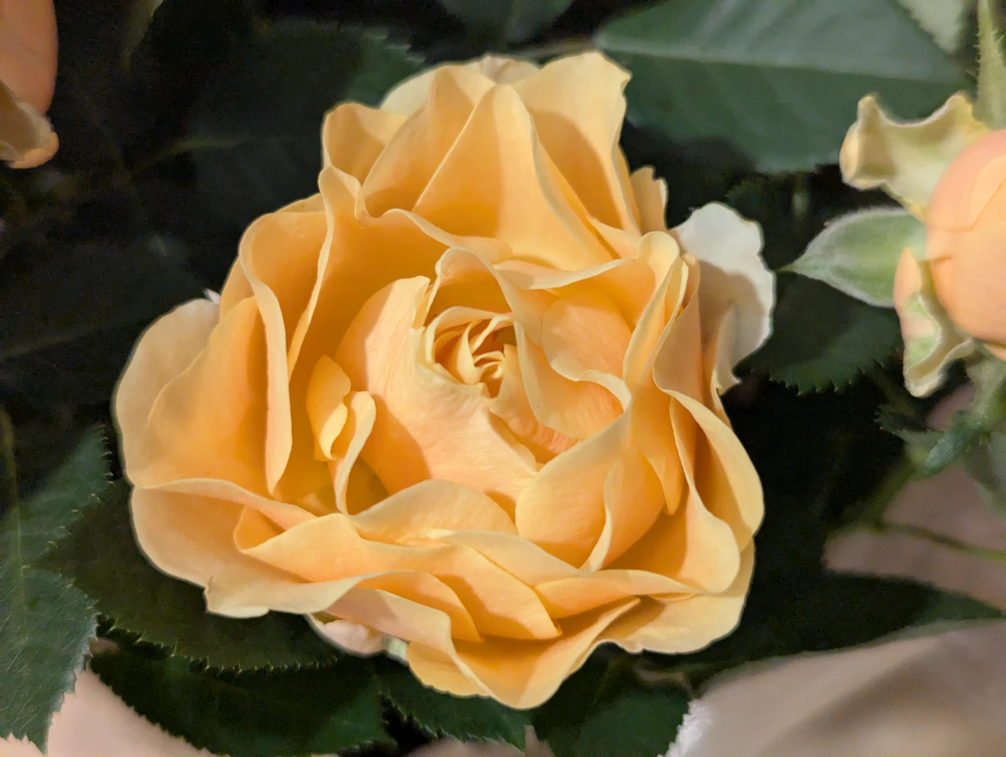 Mini Gold Rose Flower Plant