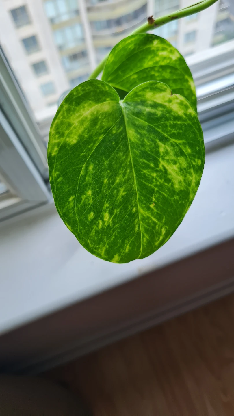 Health Golden Pothos Plant Cutting in water🌱🌱 - photo 4