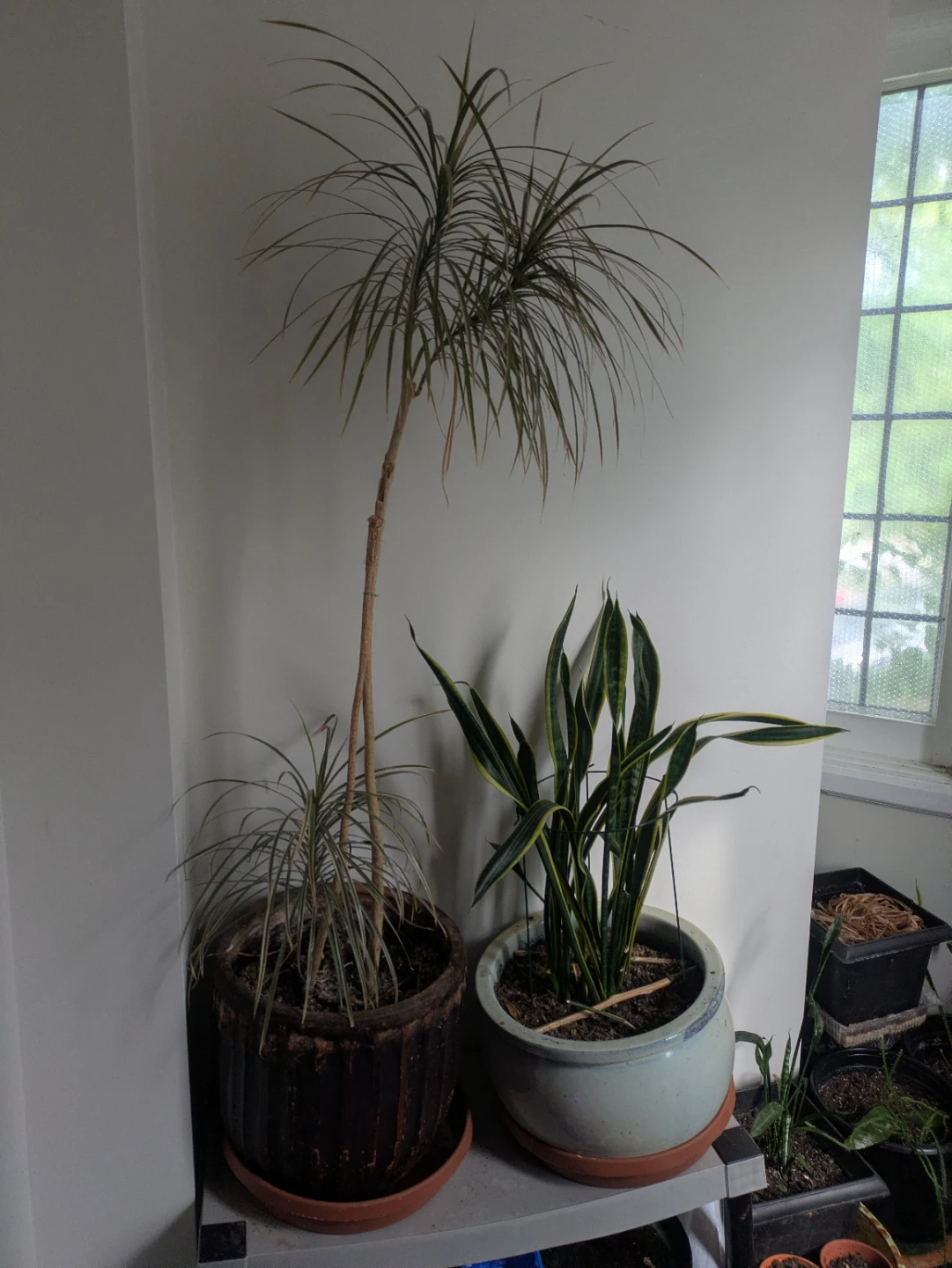 Dracaena and Snake Plant with Pots