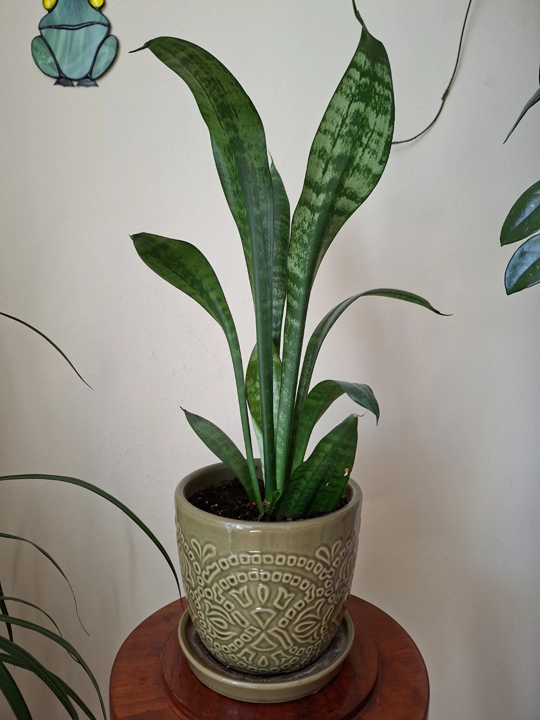 Snake Plant in Decorative Pot