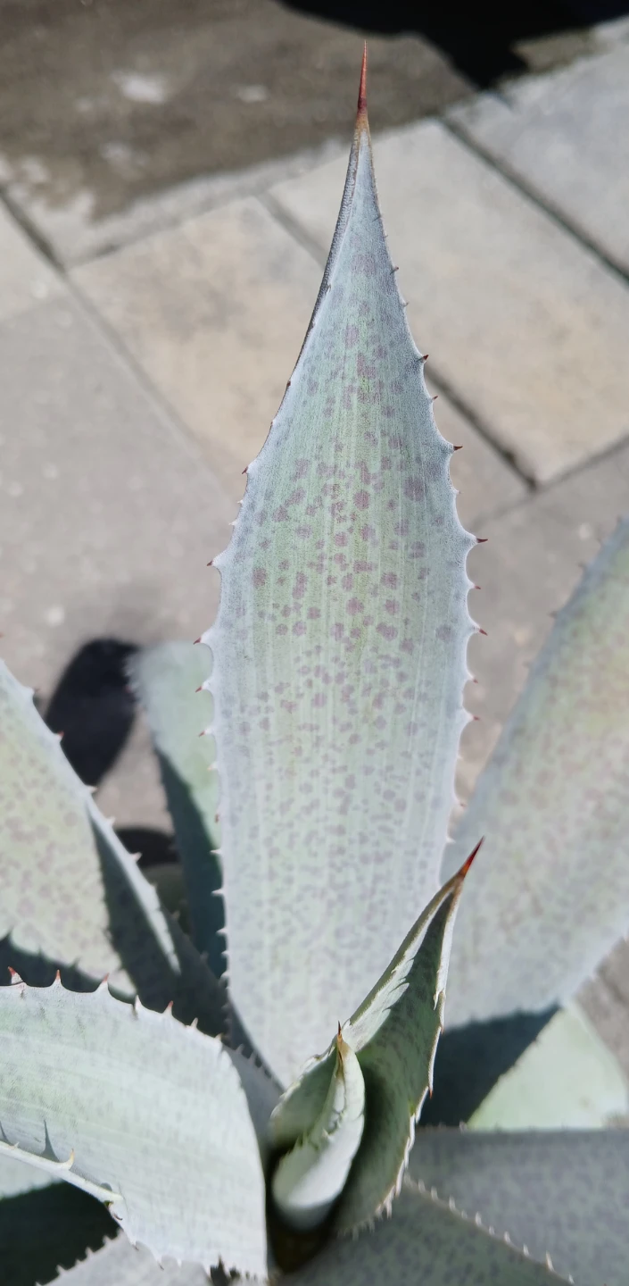 Large Rare Mangave 'Sponge Paint' Plant - photo 2