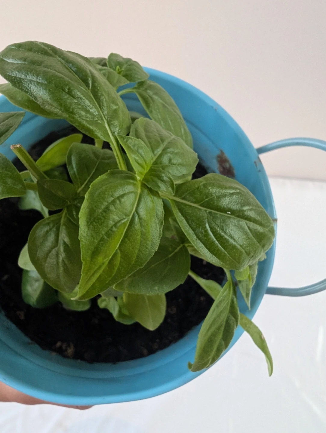 Fresh Basil Plant in Blue pot