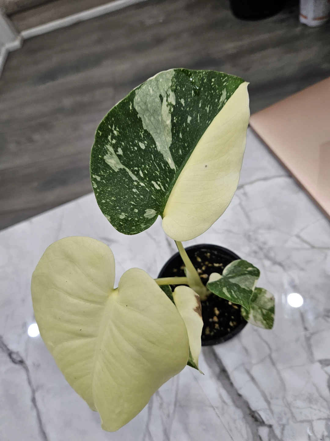 Variegated Monstera thai Plant - photo 2