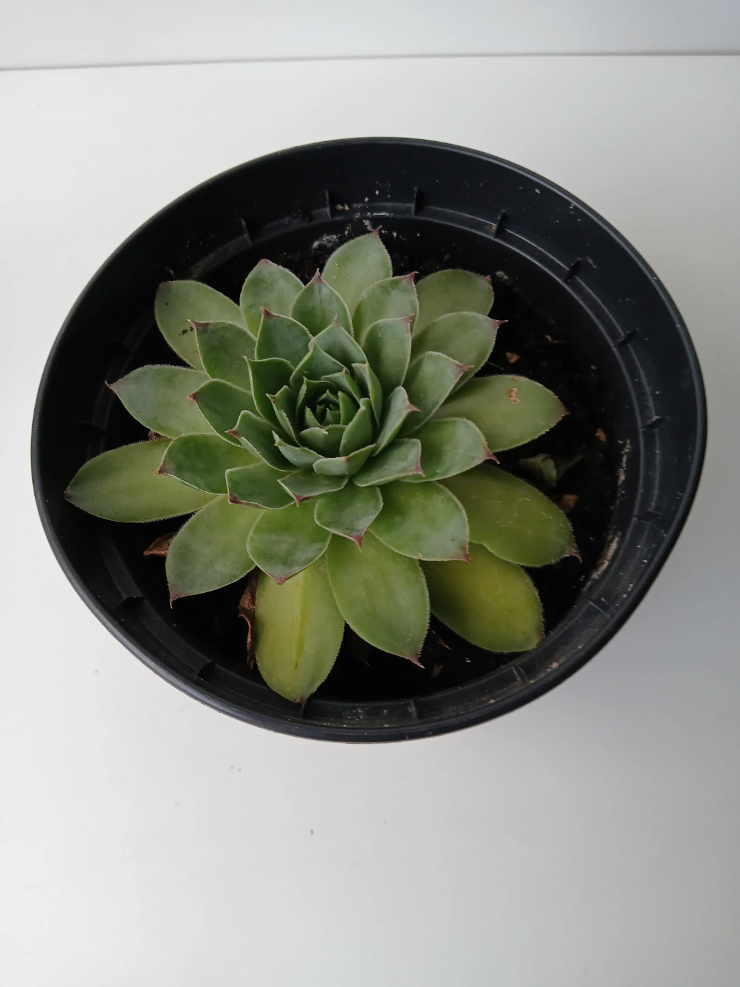 Hens and Chicks Succulent Plant. Firm price.