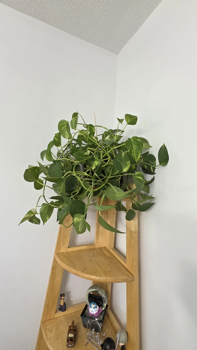 Pothos Plant - photo 2