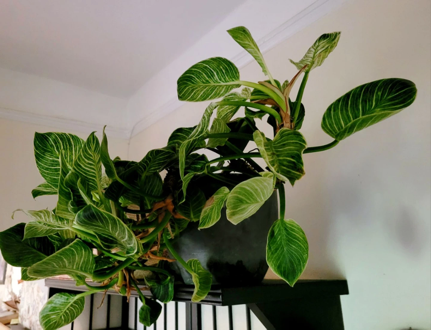 Philodendron Birkin Houseplant - photo 5