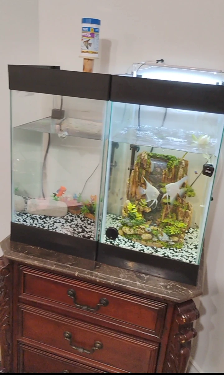 Pair of Vertical Glass Aquariums