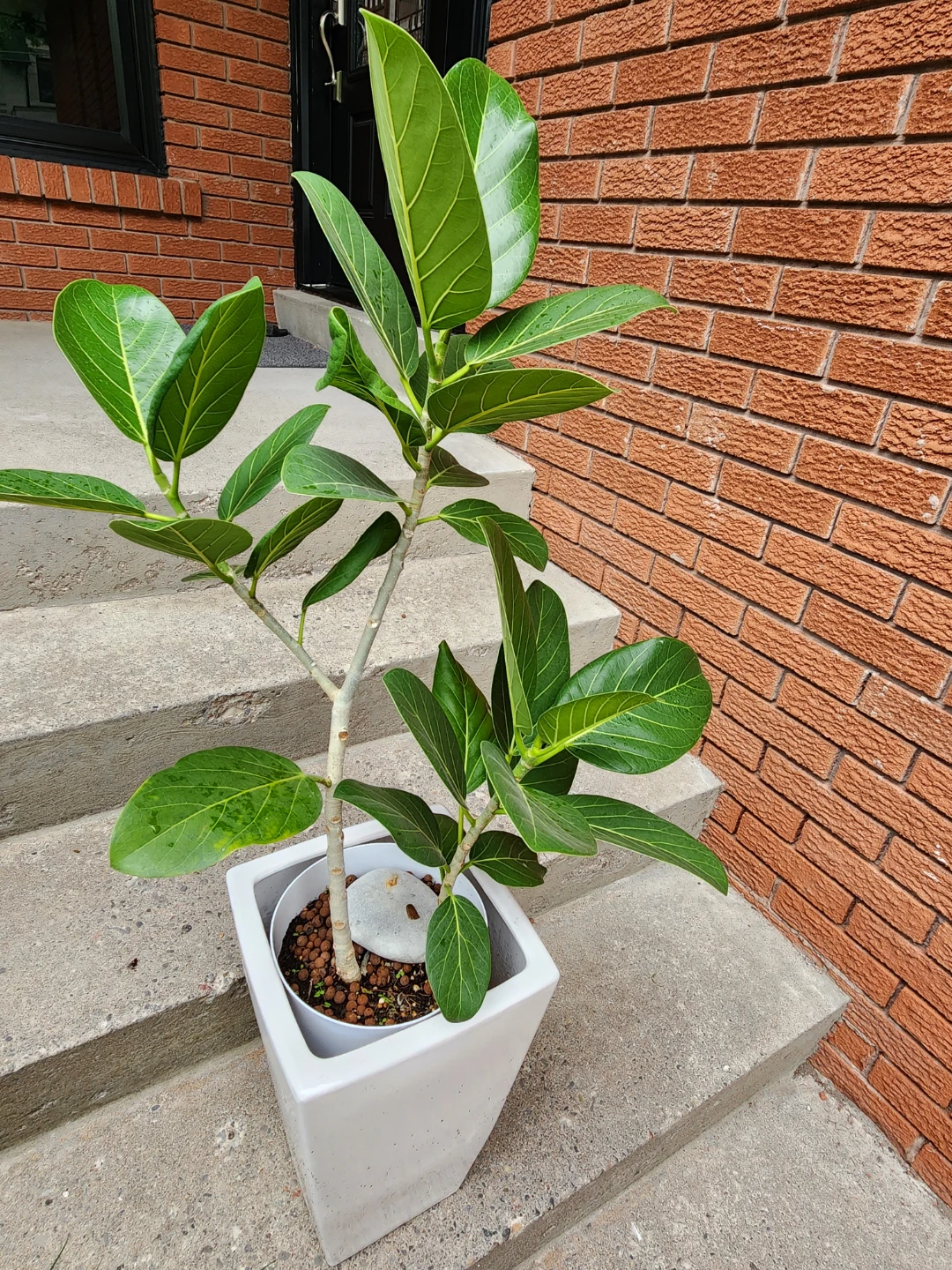 Ficus Audrey in White Pot - photo 2