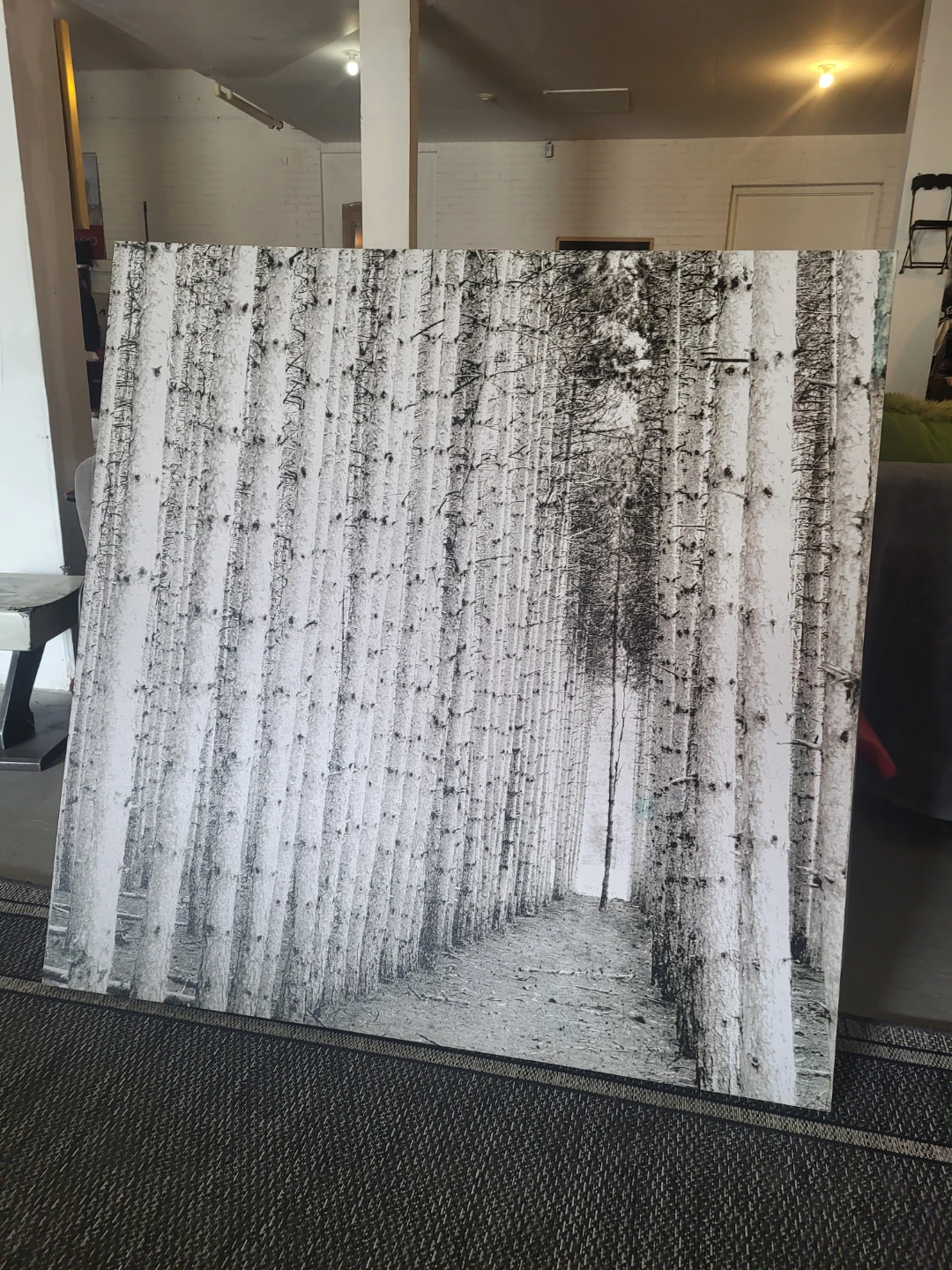Jumbo, Black and White Birch Forest Canvas Art