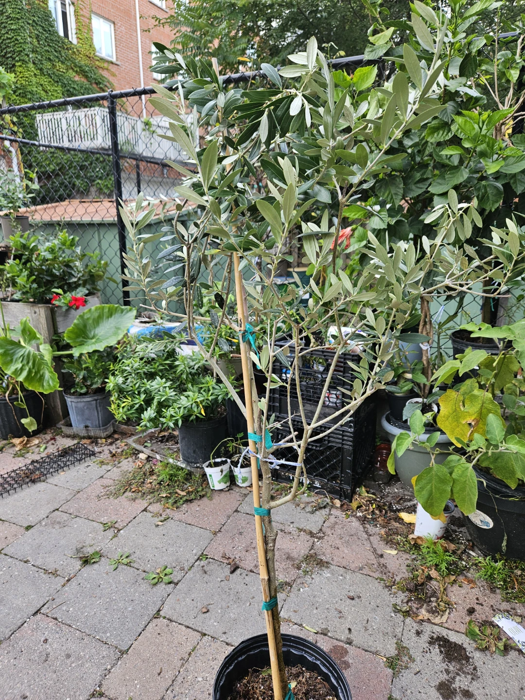 Potted Olive Tree Standard - photo 3