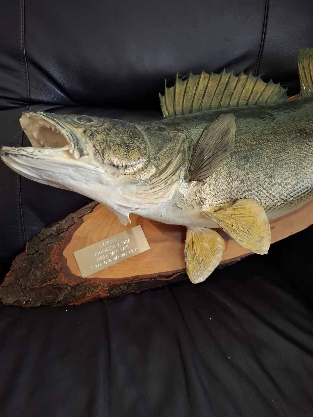 Taxidermy Pickerel Wall Mount