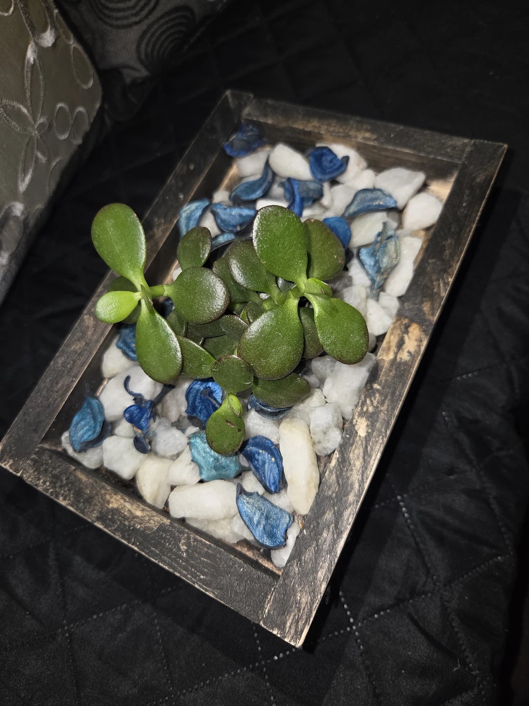 Succulents ready for a  gif 🎁 - photo 2