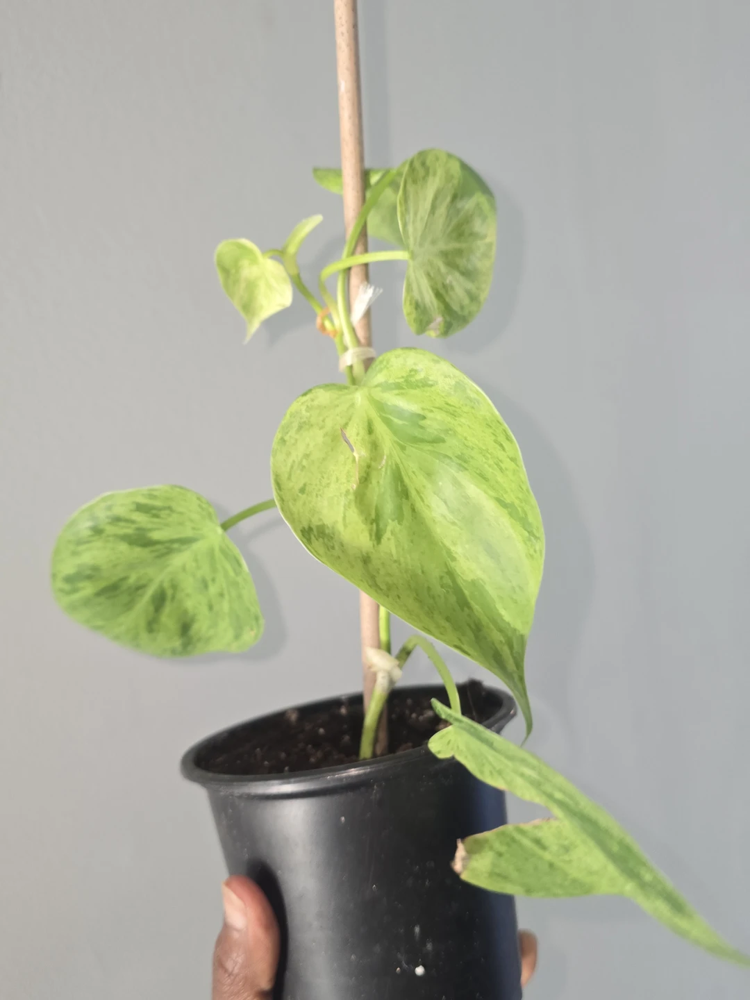 Philodendron heart leaf variegated - photo 4