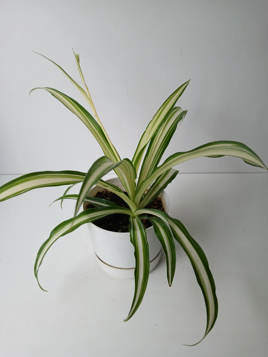 Spider Plant in White Pot. It's available!