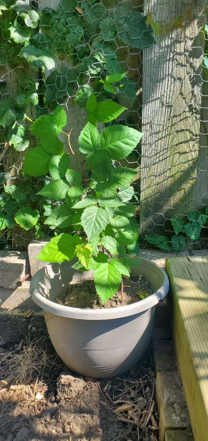 Blackberry in pot - photo 3