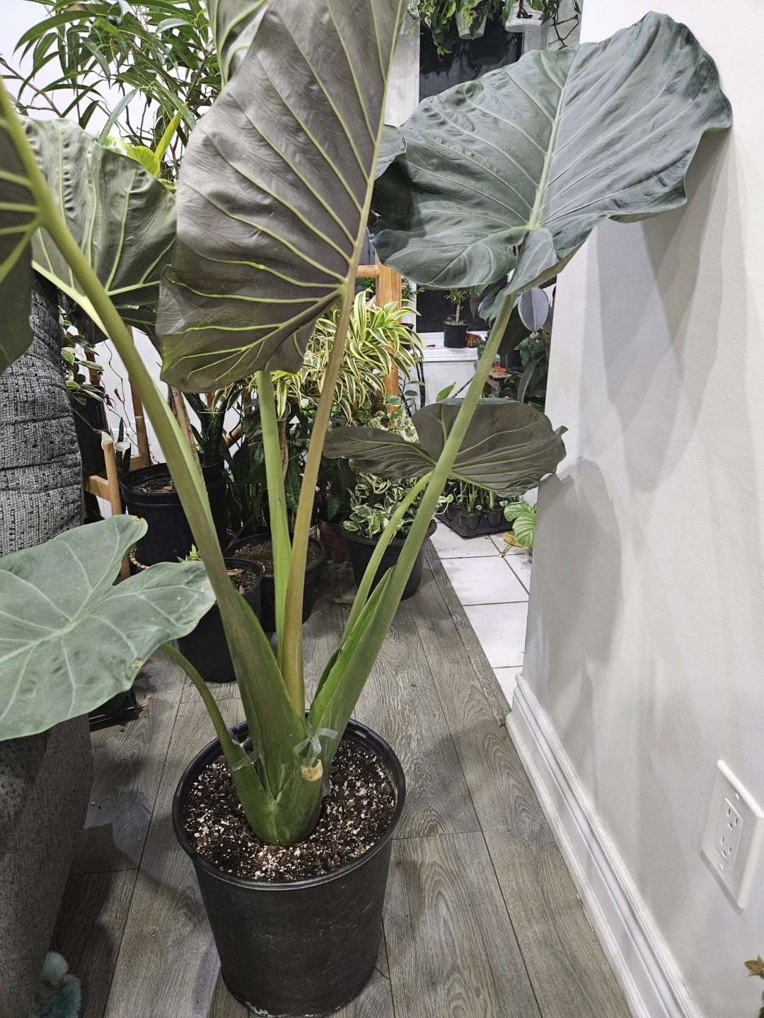 Large Alocasia Regal Shield - photo 2