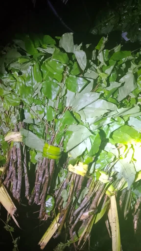 Fresh oha leaf