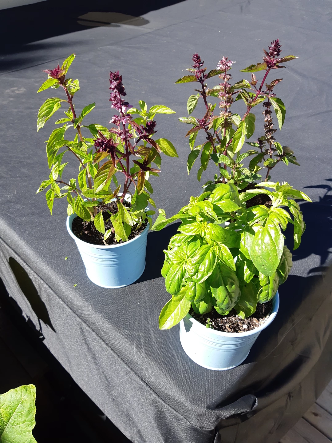 Scented basil plants - photo 4