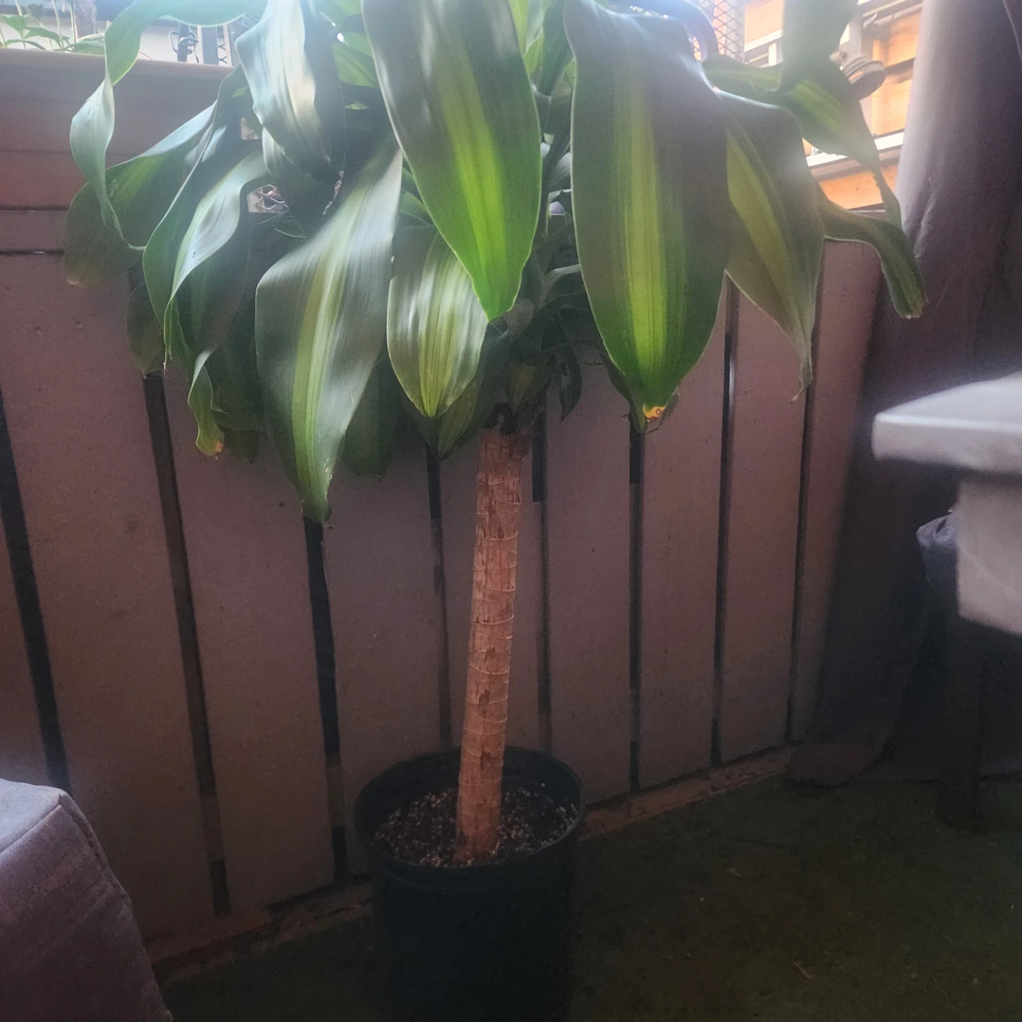 Dracaena Massangeana Corn Plant - photo 4