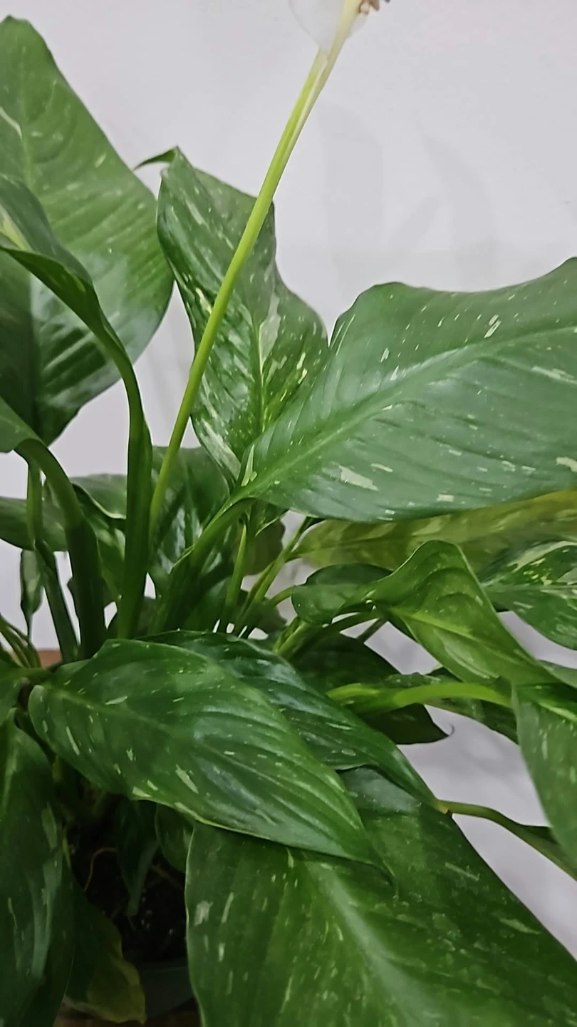 Variegated Domino Peace Lily🏈 - photo 2