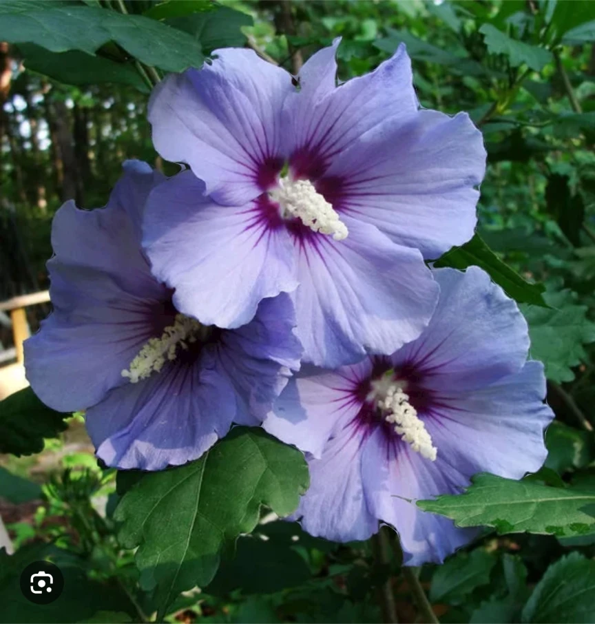 Rose of Sharon Hibiscus shrubs poted - photo 5