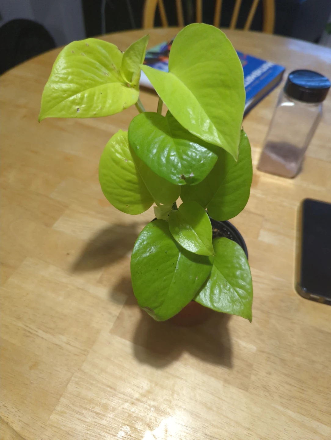 Pothos money plant - photo 4