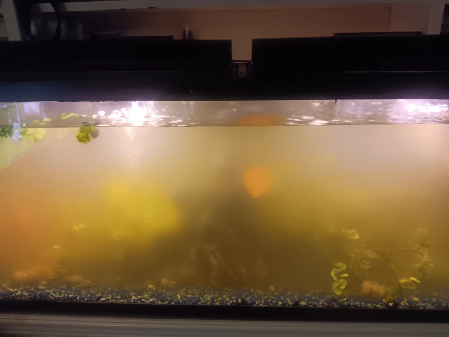 Glass Aquarium Tank