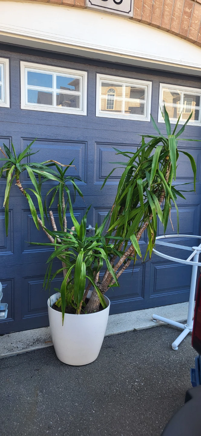 Large Yucca Houseplant in White Planter