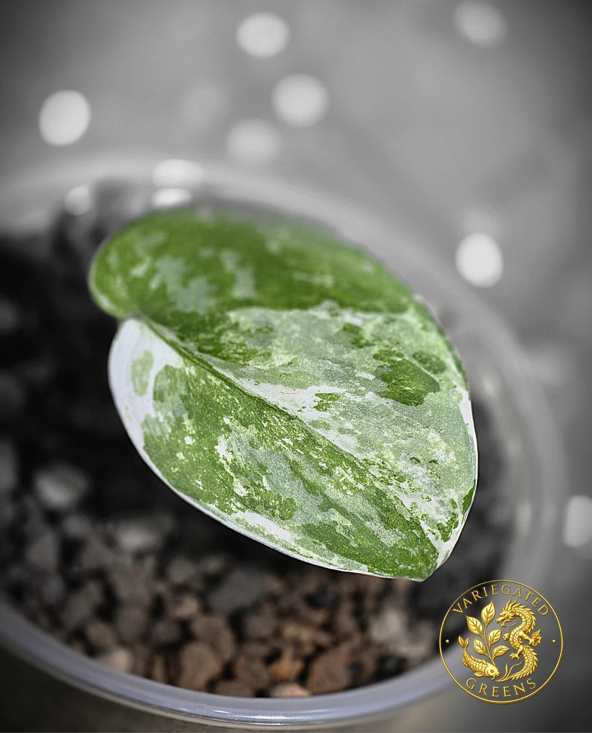 Scindapsus Bahorok "Minted Undertow"