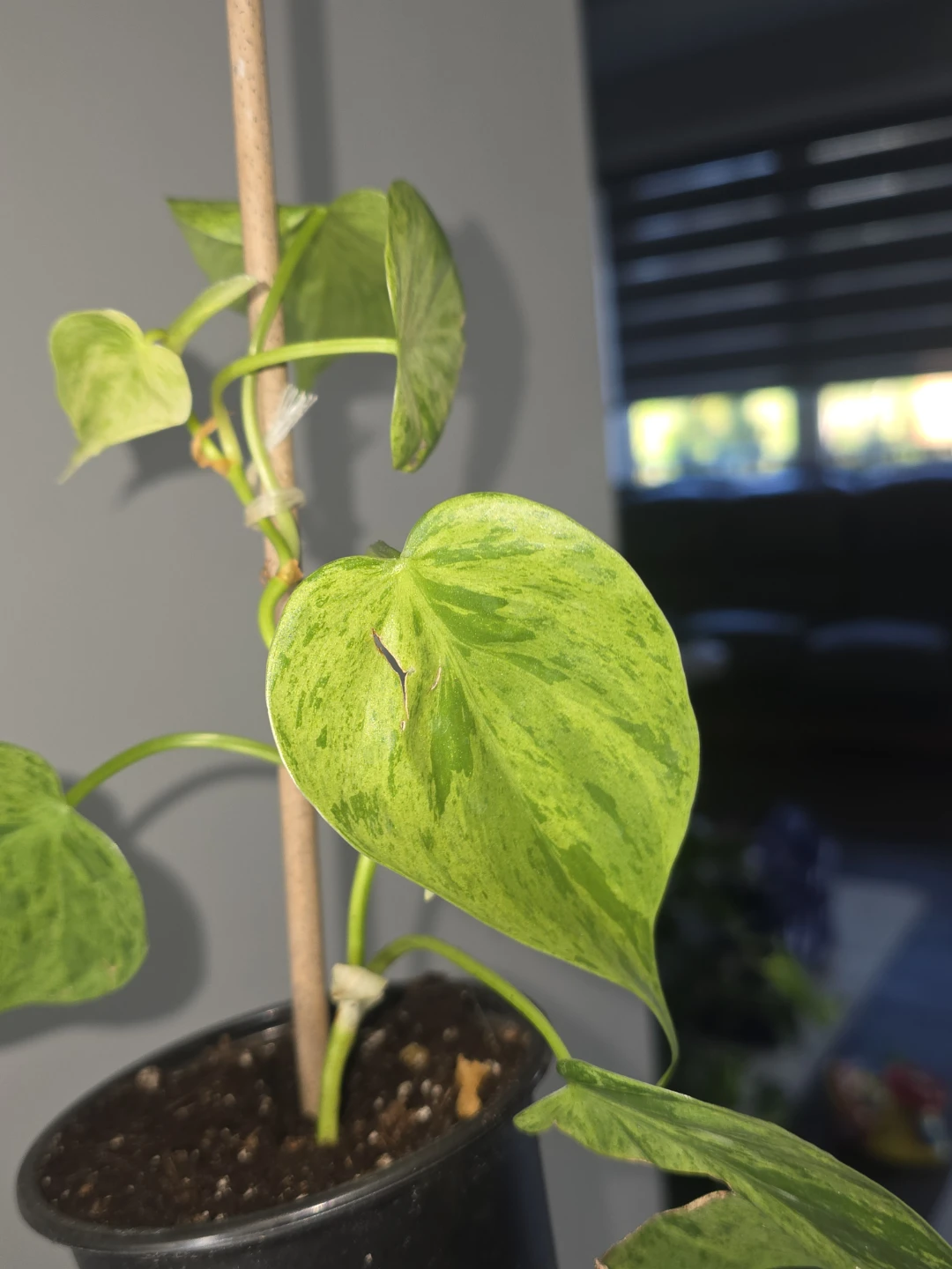 Philodendron heart leaf variegated - photo 2