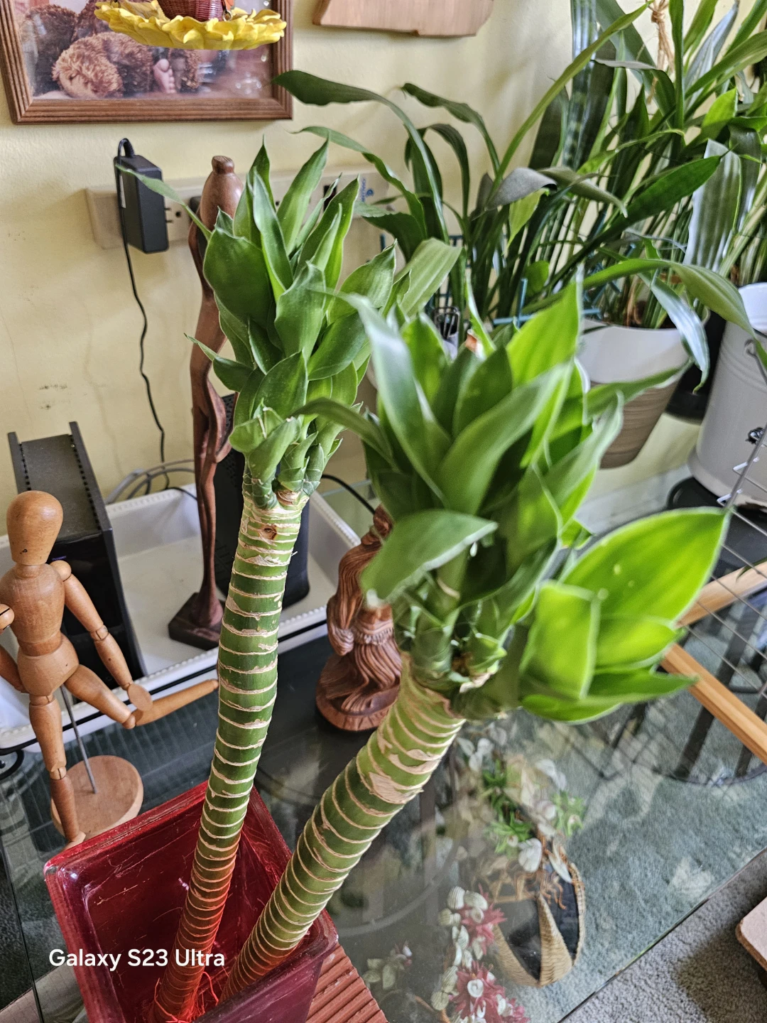 Lucky Bamboo Plant Set - photo 2