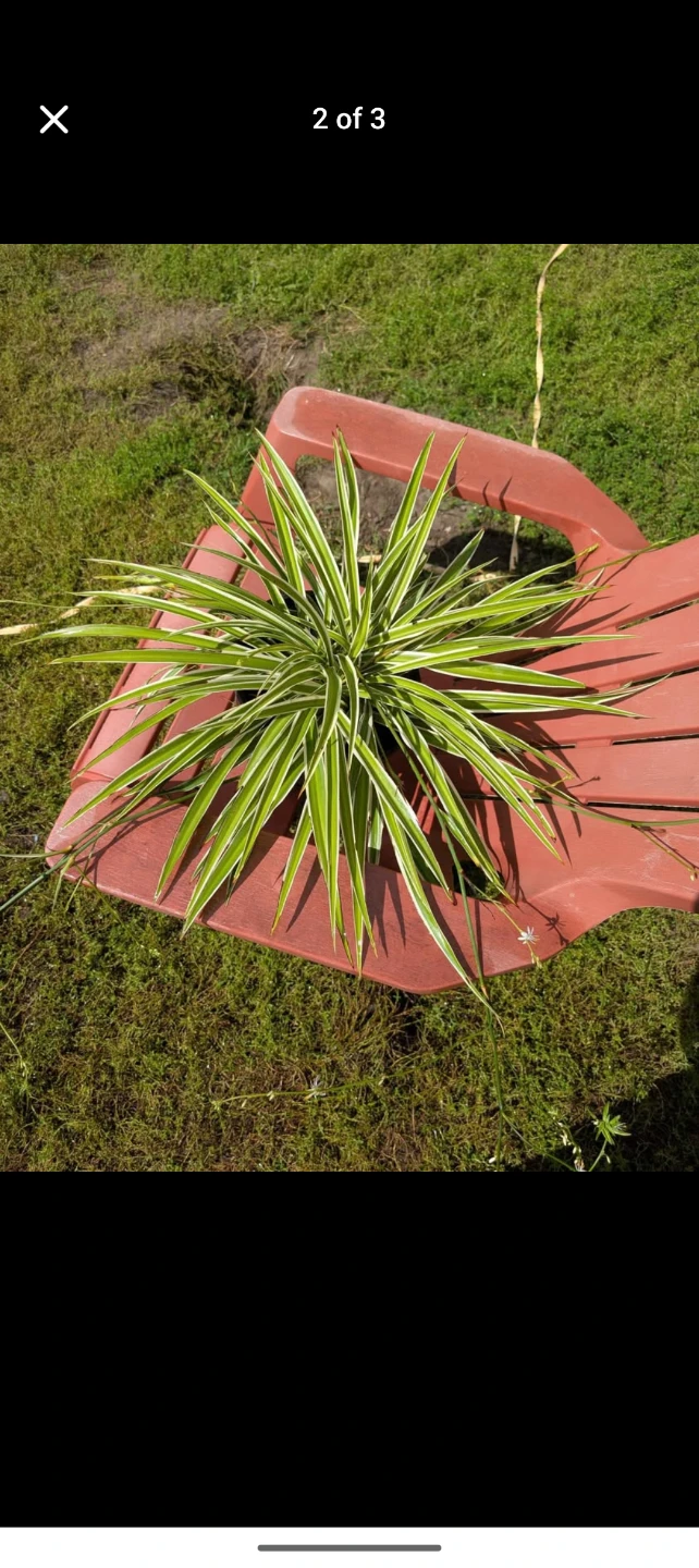 Large 10inch pot spider plant - photo 2