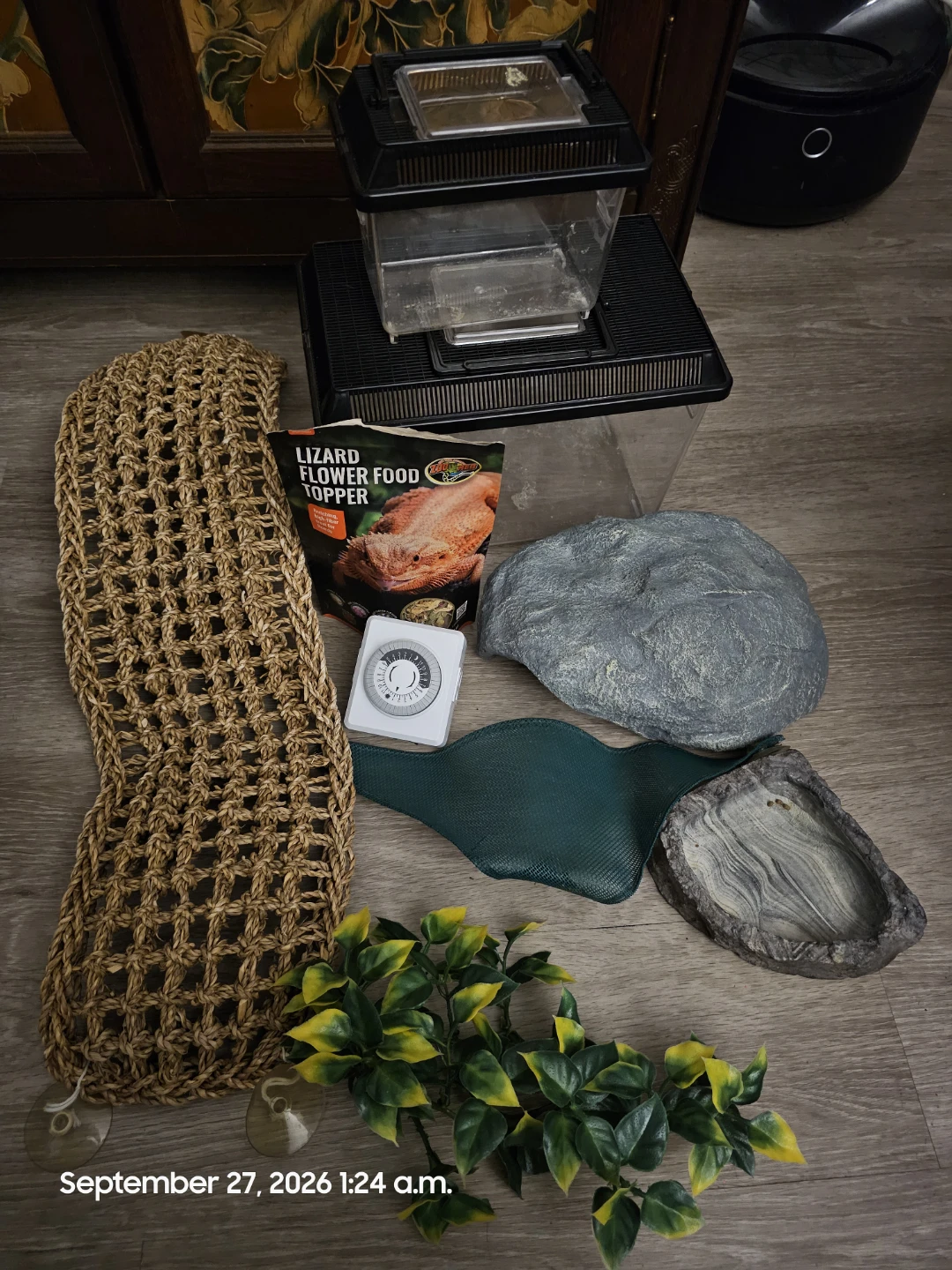 Bearded dragon starter set