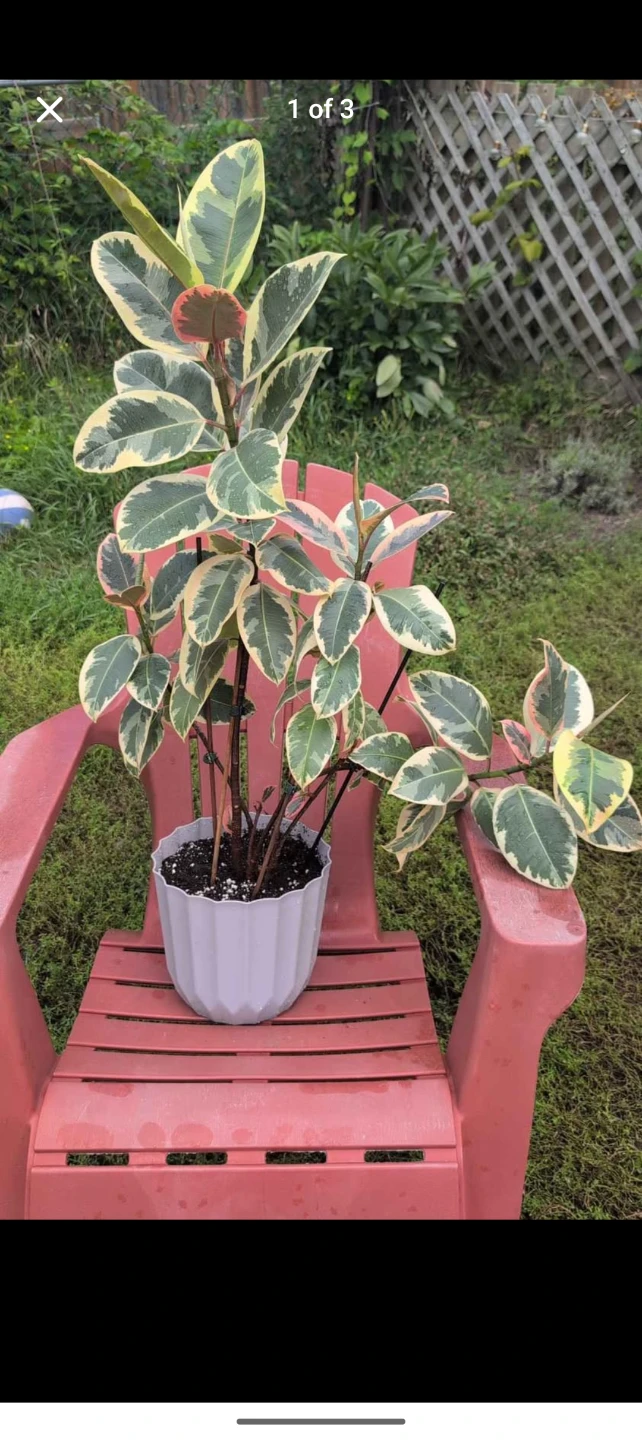 Variegated Rubber Tree Plant2-3FT