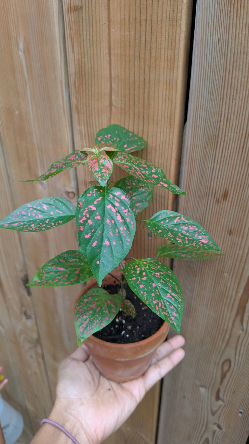 Pink Polka Dot Plant in Terracotta Pot - photo 2
