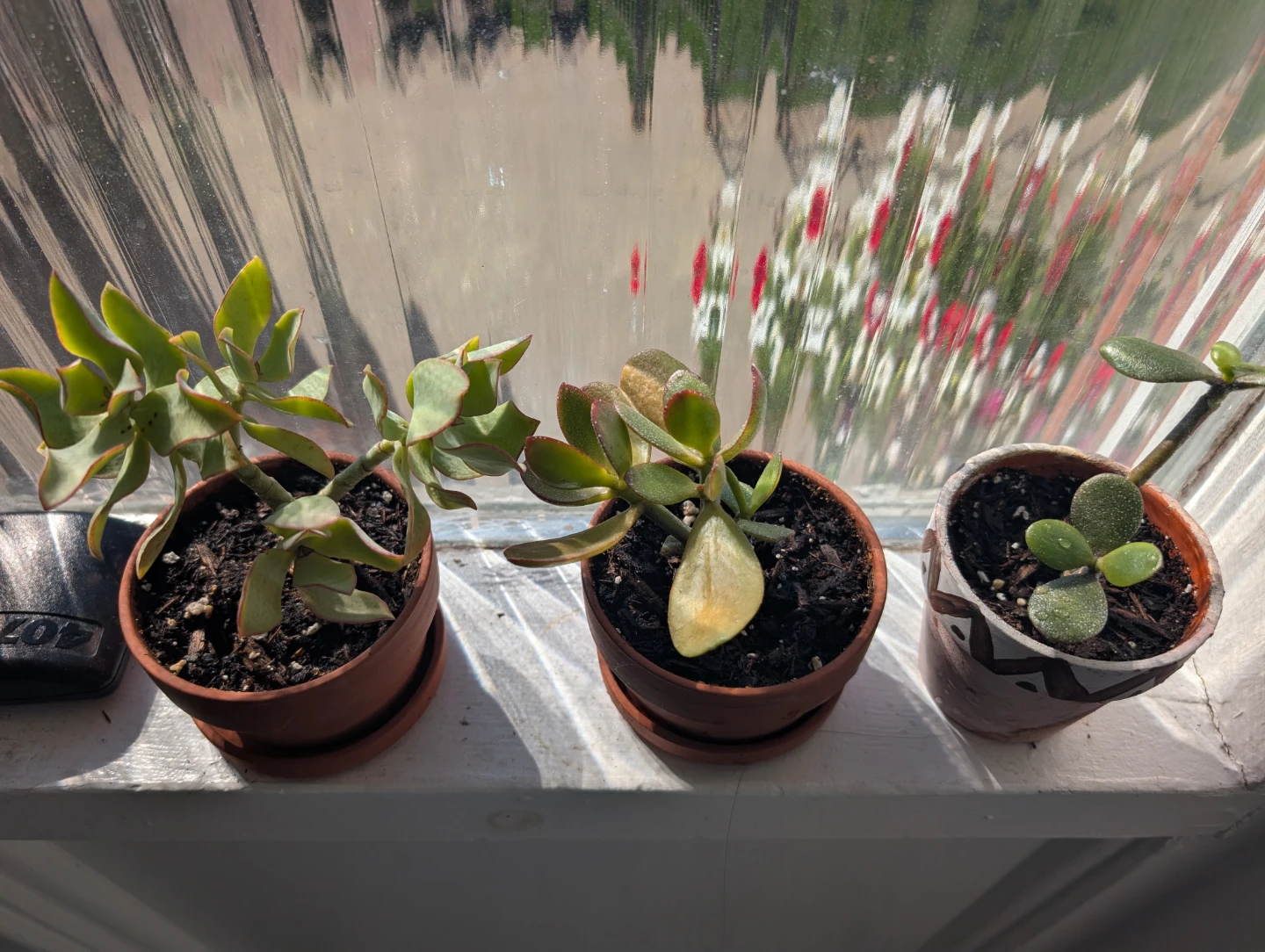 Plants with pots - photo 2