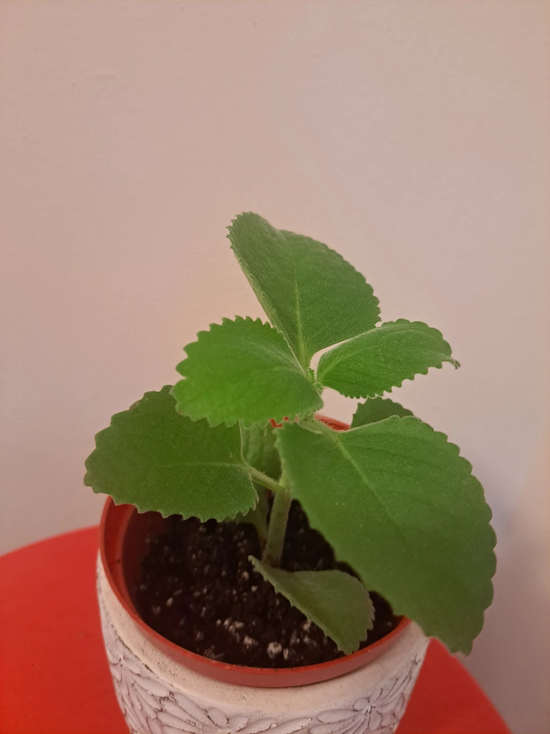 Mexican Mint/French thyme plant - photo 2