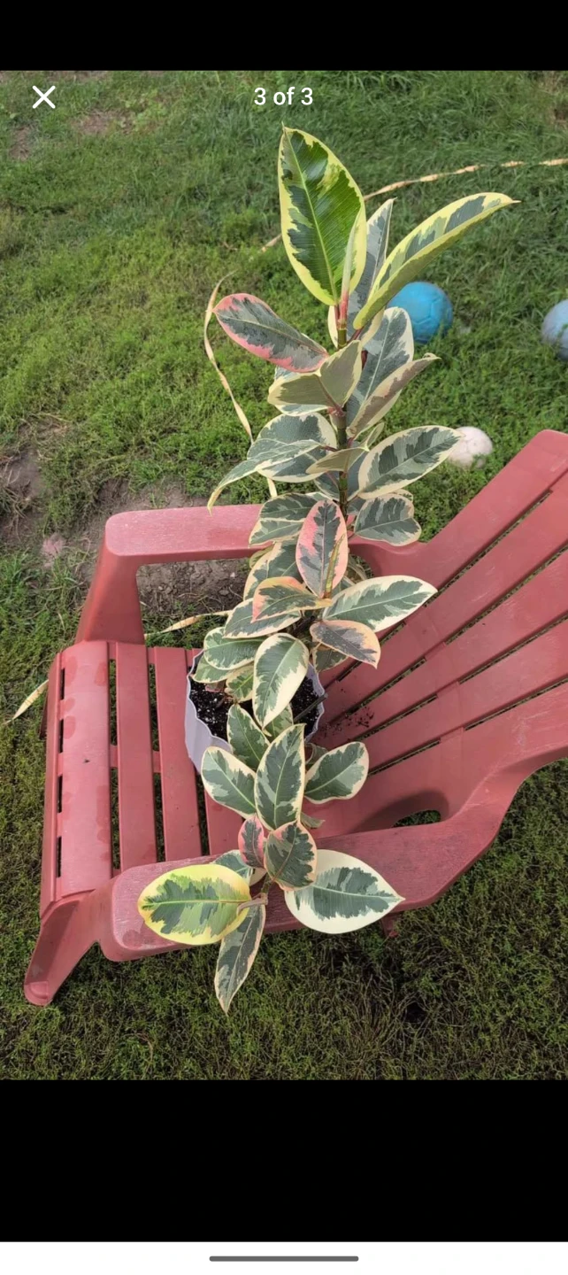 Variegated Rubber Tree Plant2-3FT - photo 3