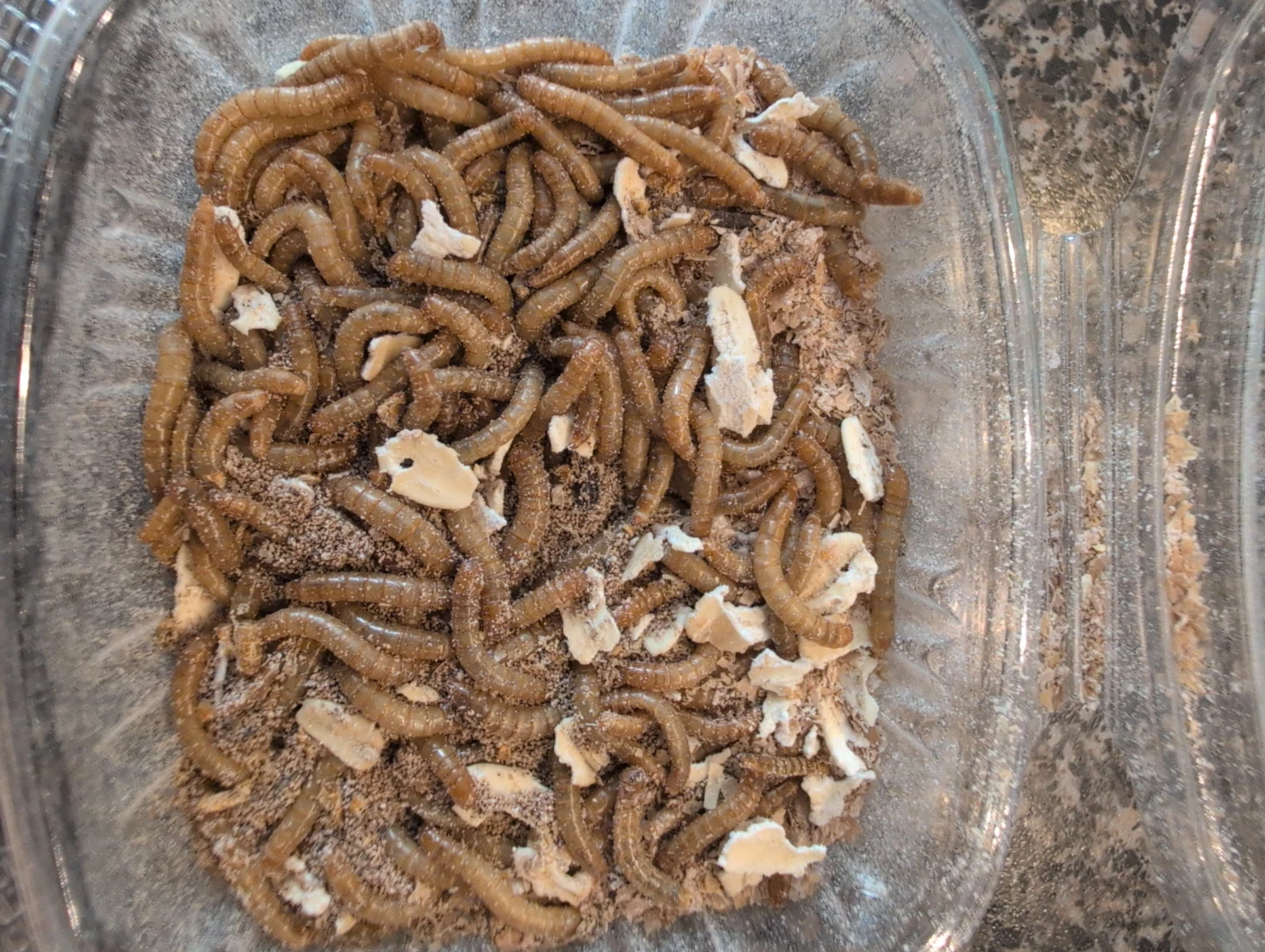 Live meal worms