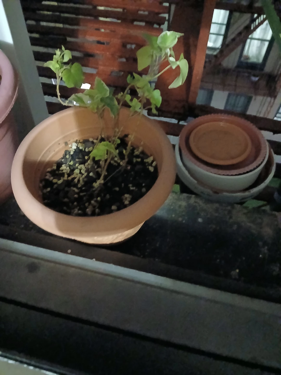 Small Ivy Plant in Plastic Pot🏈