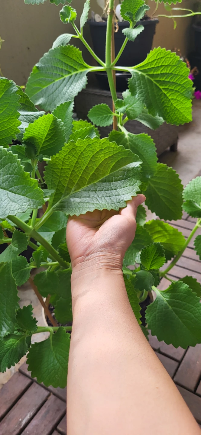 Mexican Mint/ Tần dày lá - photo 2