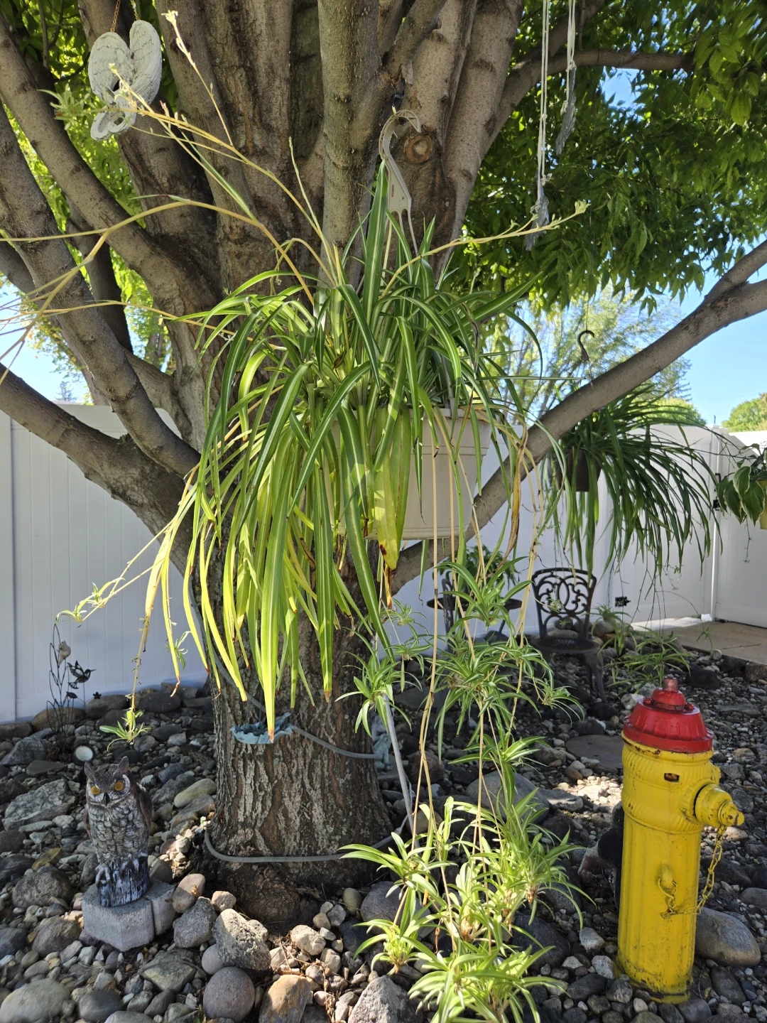 2 Large Spider Plant
