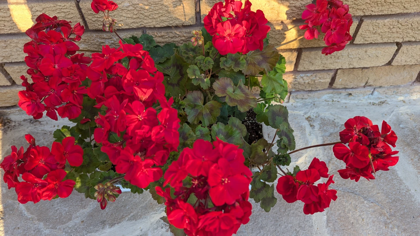 Tray of red geraniums