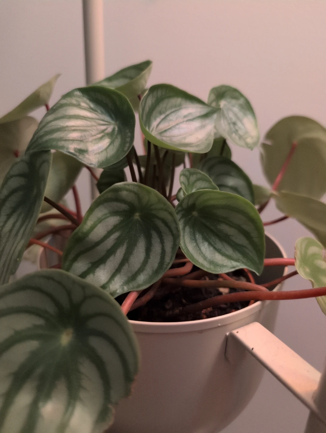 Watermelon peperomia plants - photo 2