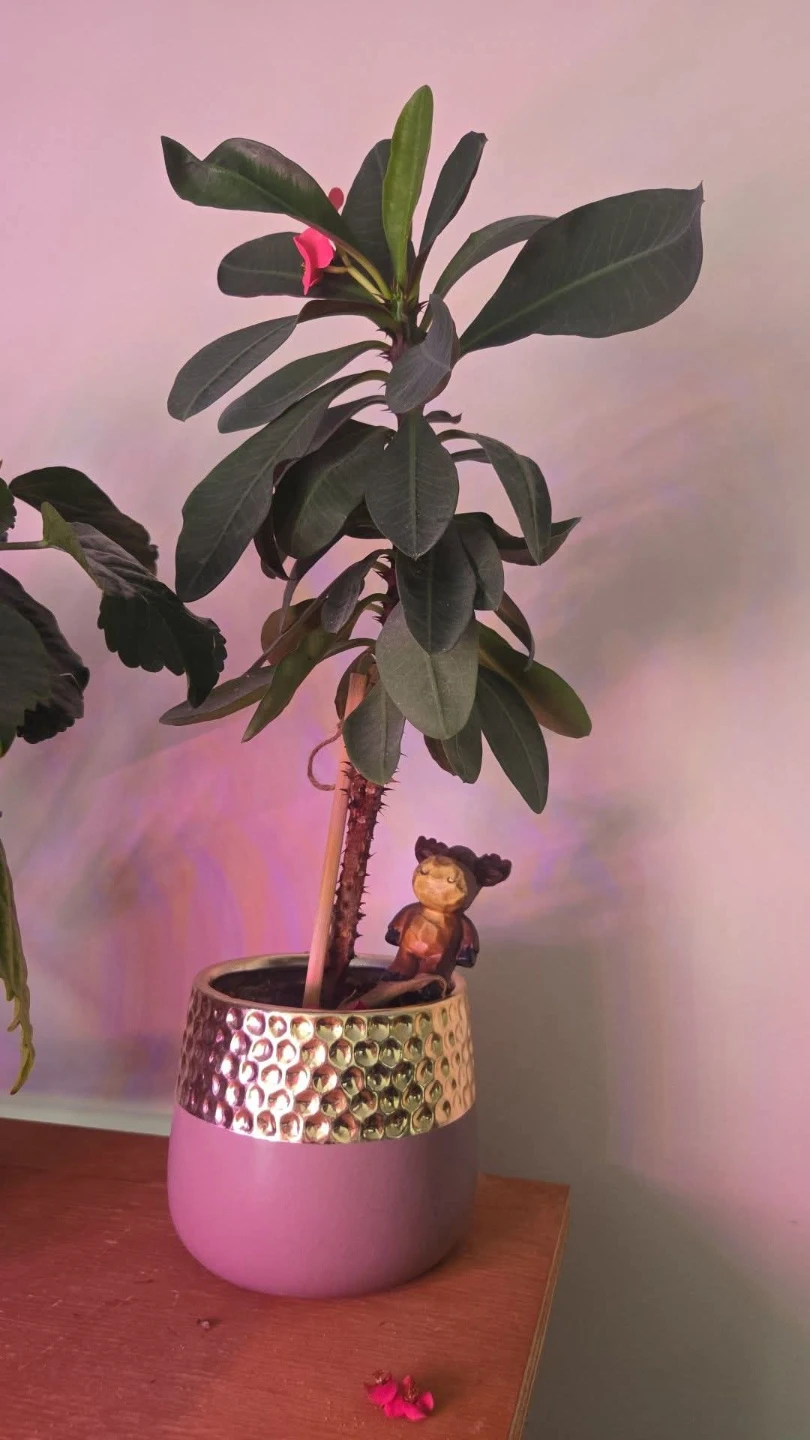 Plants! Plants! Plants! See my other ads for more!