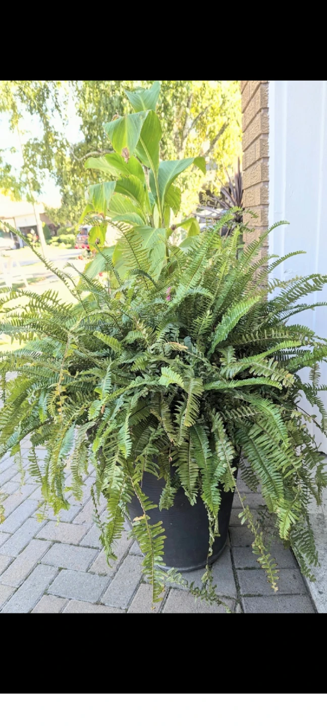 Large Boston Fern
